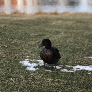 Meet your Posher, Jayde